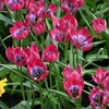 Botaninė tulpė "Little Beauty" - 50 vnt.