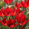 Botaninė tulpė "Lizzy" - 50 vnt.