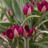 Botaninė tulpė humilis "Persian Pearl" - 50 vnt.