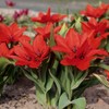Botaninė tulpė praestans 'Zwanenburg Variety' - 10 vnt.