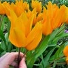 Botaninė tulpė praestans "Shogun" - 10 vnt.