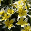 Botaninė tulpė Tarda - 10 vnt.