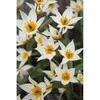 Botaninės tulpės Turkestanica - 10 vnt.