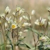 Botaninės tulpės Turkestanica - 50 vnt.