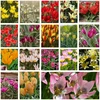 Botaninių tulpių derinys - 20 vnt.