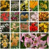 Botaninių tulpių derinys - 200 vnt.