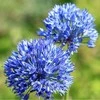 Česnakas Azureum - 200 vnt.