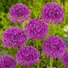 Česnakas "Violetinė Sensation" - 5 vnt.