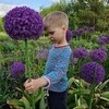 Česnakas Ambassador, XXL dydžio svogūnėliai - 1 vnt.