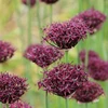 Česnakas atropurpureum - 5 vnt.