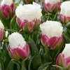 CREAM Tulpė pilnavidurė "Ice Kreminis" - 5 vnt.