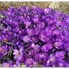 Didžiažiedžiai krokai "Flower Record" - 500 vnt.