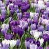 Didžiažiedžių krokų derinys "Violetiniai atspalviai" - 500 vnt.
