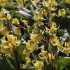 Eritronis "Pagoda" - 1 vnt.