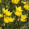Girinė tulpė Sylvestris - 50 vnt.