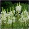 Kamasija leichtlinii Alba - 50 vnt.