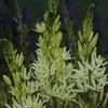 Kamasija leichtlinii Alba - 50 vnt.