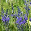 Kamasija leichtlinii "Maybelle" - 20 vnt.