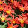 Kaufmano tulpės "Scarlet Baby" - 10 vnt.