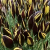Krokai "Queen Bee" - 20 vnt.