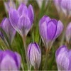 Krokai tommasinianus "Barr's Violetinė" - 50 vnt.