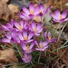 Krokai tommasinianus "Barr's Violetinė" - 50 vnt.