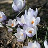 Krokai Weldenii "Fairy" - 5 vnt.