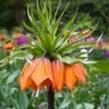 Margutė "Garland Star" - 5 vnt.