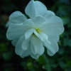 Narcizai "Albus Plenus Odoratus" - 5 vnt.