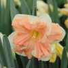Narcizai "Apricot Whirl" - 20 vnt.
