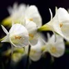 Narcizai "Arctic Bells" - 5 vnt.