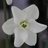Narcizai "Arctic Gem" - 3 vnt.