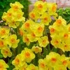 Narcizai "Cornish Dawn" - 10 vnt.