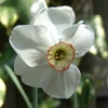 Narcizai "Dreamlight" - 50 vnt.