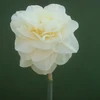 Narcizai "Easter Born" - 20 vnt.