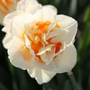 Narcizai "Flower Parade" - 5 vnt.