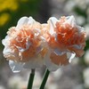 Narcizai "Flower Surprise" - 3 vnt.
