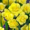 Narcizai "Geltona Cheerfulness" - 5 vnt.