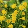 Narcizai "Golden Bells" - 5 vnt.