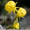 Narcizai "Golden Bells" - 5 vnt.