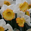 Narcizai "Hawaiian Skies" - 50 vnt.