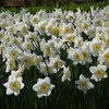 Narcizai "Ice Follies" - 50 vnt.