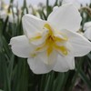 Narcizai "Lemon Beauty" - 5 vnt.