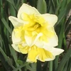 Narcizai "Smilling Twin" - 5 vnt.