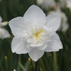 Narcizai "Snowball" - 50 vnt.