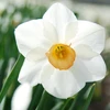 Narcizai "Sophie Girl" - 20 vnt.