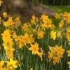 Narcizai "Sweetness" - 50 vnt.