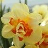 Narcizai "Tahiti" - 5 vnt.