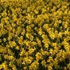 Narcizai "Tete-a-tete" - 50 vnt.