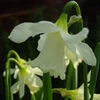 Narcizai "W.P. Milner" - 5 vnt.